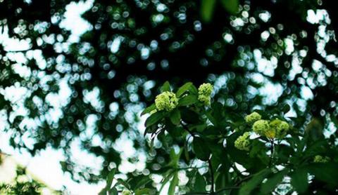 ha-noi-12-mua-hoa21-1420346799