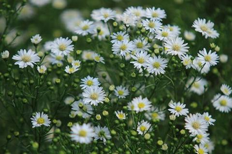 ha-noi-12-mua-hoa23-1420346799