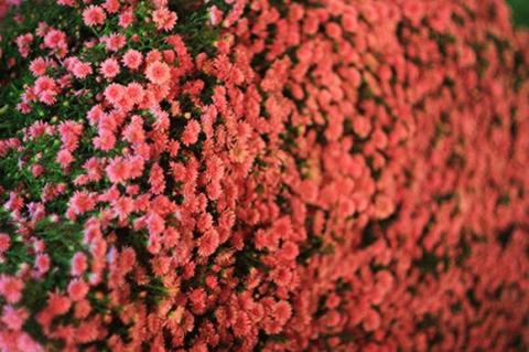 ha-noi-12-mua-hoa24-1420346799