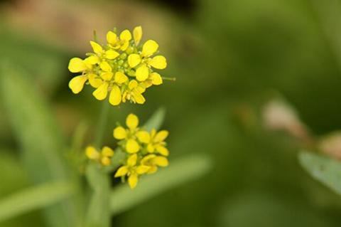 ha-noi-12-mua-hoa26-1420346799