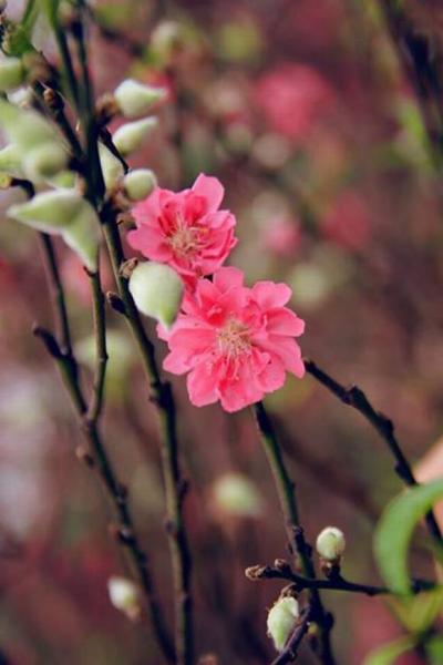 ha-noi-12-mua-hoa3-1420346798