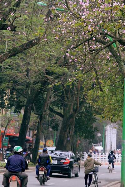 ha-noi-12-mua-hoa4-1420346798