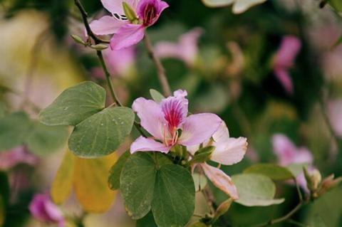 ha-noi-12-mua-hoa5-1420346798