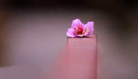 ha-noi-12-mua-hoa6-1420346798