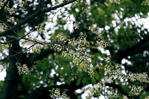 ha-noi-12-mua-hoa7-1420346798