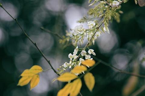 ha-noi-12-mua-hoa8-1420346798