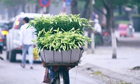 ha-noi-12-mua-hoa9-1420346798