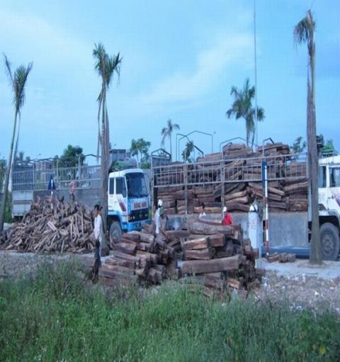 de-tu-minh-sam1-1420777685