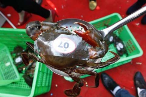 Độc đáo đua cua biển lần đầu tiên tổ chức ở Hà Nội - 3