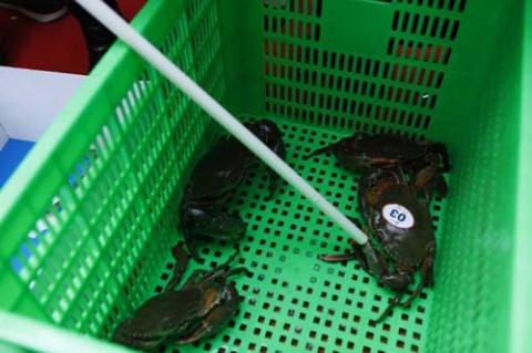 Độc đáo đua cua biển lần đầu tiên tổ chức ở Hà Nội - 2