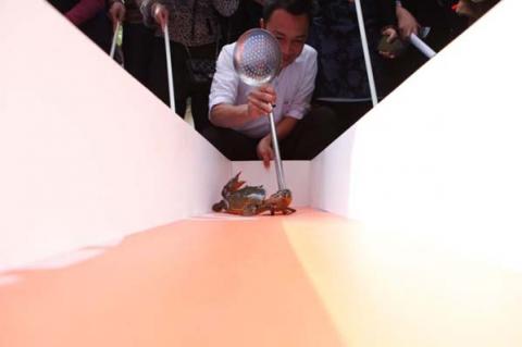 Độc đáo đua cua biển lần đầu tiên tổ chức ở Hà Nội - 7