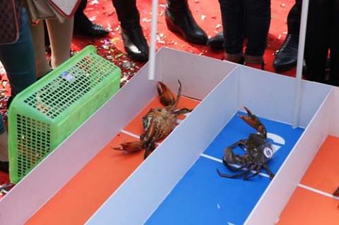 Độc đáo đua cua biển lần đầu tiên tổ chức ở Hà Nội - 6