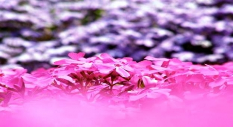 Hoa Shibazakura – vẻ đẹp quyến rũ - 3
