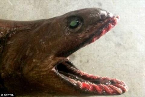Ngư dân Úc bắt được cá mập 300 răng thời tiền sử