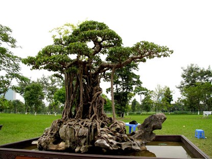 Tận mắt ngắm cây cảnh đắt ngang Rolls Royce - 1