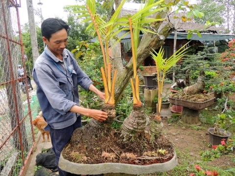 Ba gốc dừa dáng bonsai tuổi thọ không dưới chục năm, anh Bình vừa sưu tầm mang về từ huyện Thạnh Phú (Bến Tre)