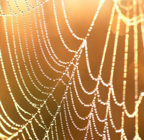 Morning dew on a web