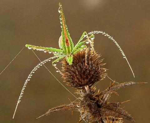 Grasshopper in Morning Dew