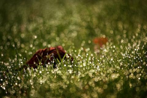 morning dew