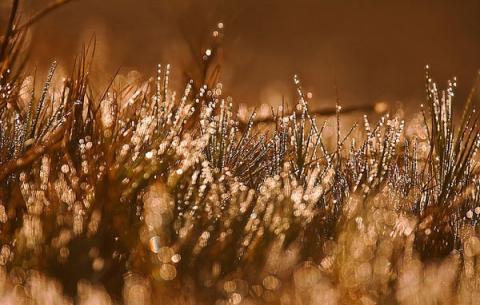 In The Morning Dew With You