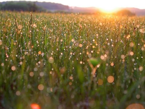 Morning Dew