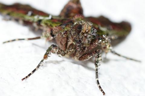 Morning Dew Moth