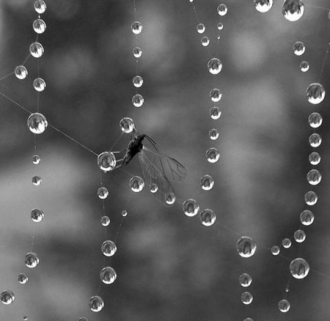 Fly on Web with Morning Dew