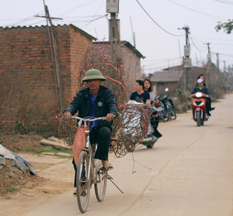 Đào nở sớm, người Nhật Tân lo mất tết - 10