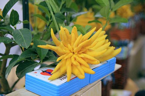 Phật thủ bon sai giá tiền triệu hút khách - 7