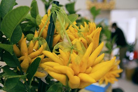 Phật thủ bon sai giá tiền triệu hút khách - 8