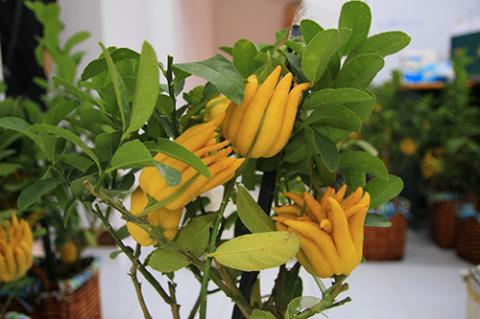 Phật thủ bon sai giá tiền triệu hút khách - 2