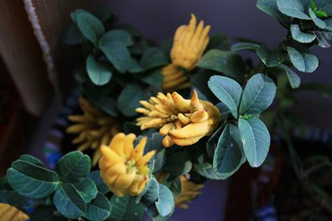 Phật thủ bon sai giá tiền triệu hút khách - 4