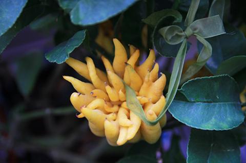 Phật thủ bon sai giá tiền triệu hút khách - 3