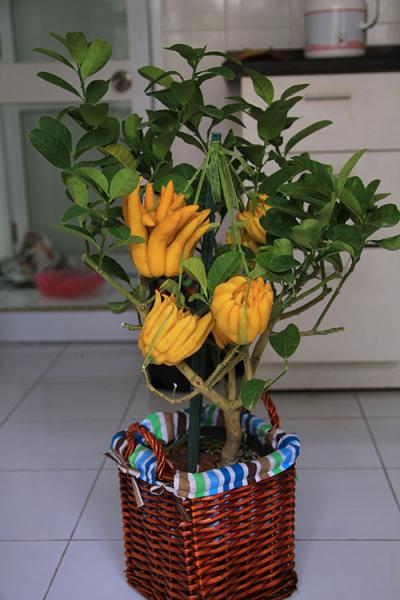 Phật thủ bon sai giá tiền triệu hút khách - 5