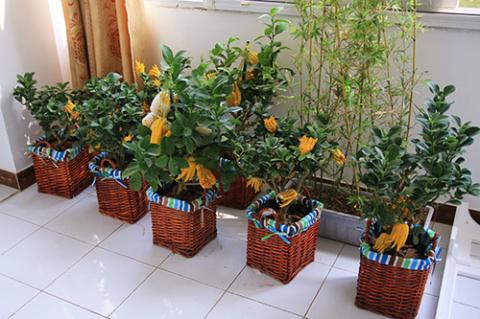 Phật thủ bon sai giá tiền triệu hút khách - 1