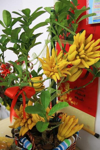 Phật thủ bon sai giá tiền triệu hút khách - 6