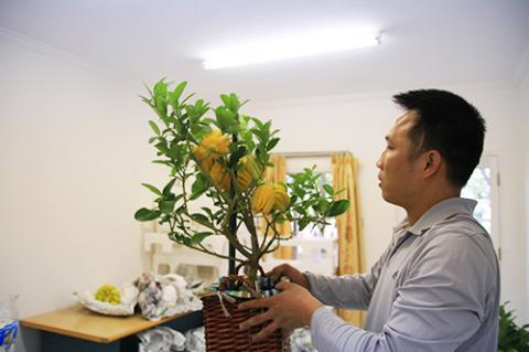 Phật thủ bon sai giá tiền triệu hút khách - 10