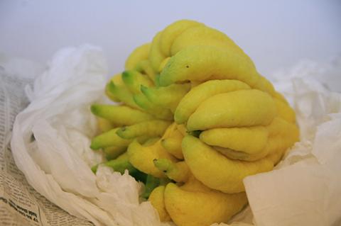 Phật thủ bon sai giá tiền triệu hút khách - 14