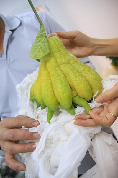 Phật thủ bon sai giá tiền triệu hút khách - 13