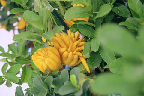 Phật thủ bon sai giá tiền triệu hút khách - 16