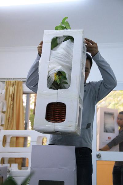 Phật thủ bon sai giá tiền triệu hút khách - 11