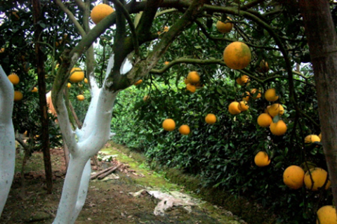 Điểm mặt những đặc sản giá sốc dịp Tết Nguyên đán - Ảnh 5