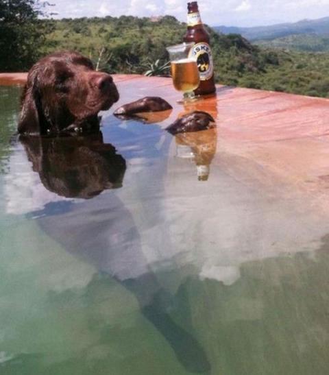 Bộ sưu tập hình ảnh khó đỡ trong cuộc sống