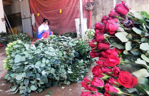 Hoa hồng Đà Lạt tăng giá gấp 5 lần trước Valentine - 2