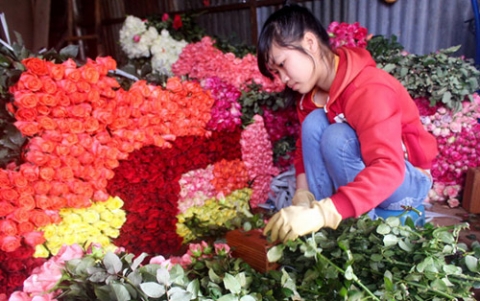 Hoa hồng Đà Lạt tăng giá gấp 5 lần trước Valentine - 4