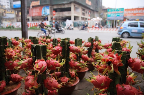 Thanh long cảnh lạ mắt: 6 triệu một cây vẫn đắt hàng - 4