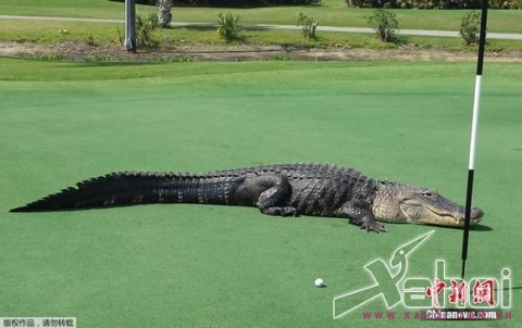 Cá sấu khổng lồ dài 4m mò vào sân golf khiến nhiều người kinh hãi