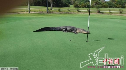 Cá sấu khổng lồ dài 4m mò vào sân golf khiến nhiều người kinh hãi