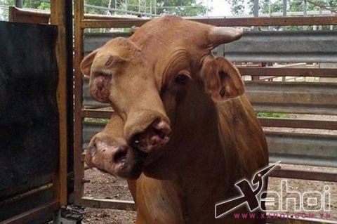 Chú bò có 2 khuôn mặt kỳ dị
