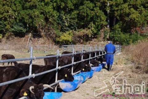 người đàn ông ở fukushima